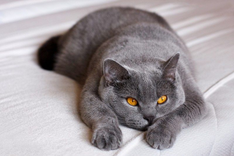Британская прямоухая кошка