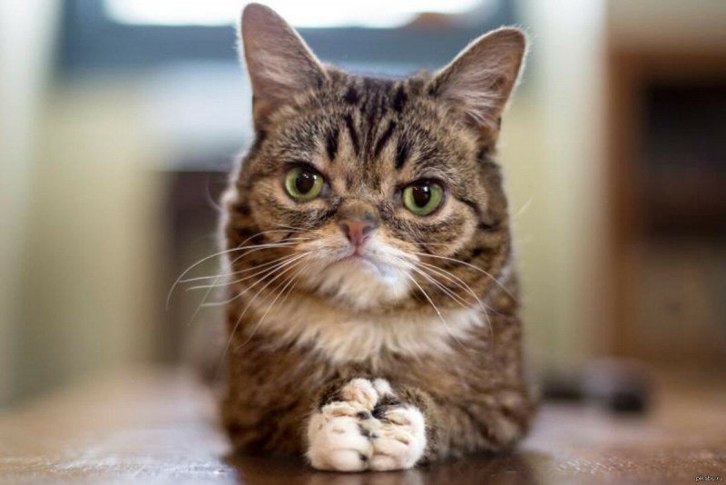 Кошка с высунутым языком