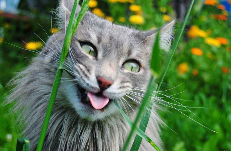 Смешной кот