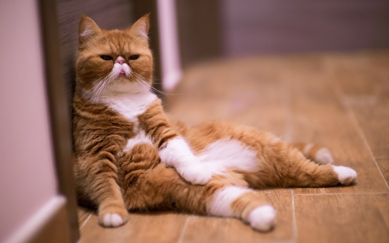 Смешные котики