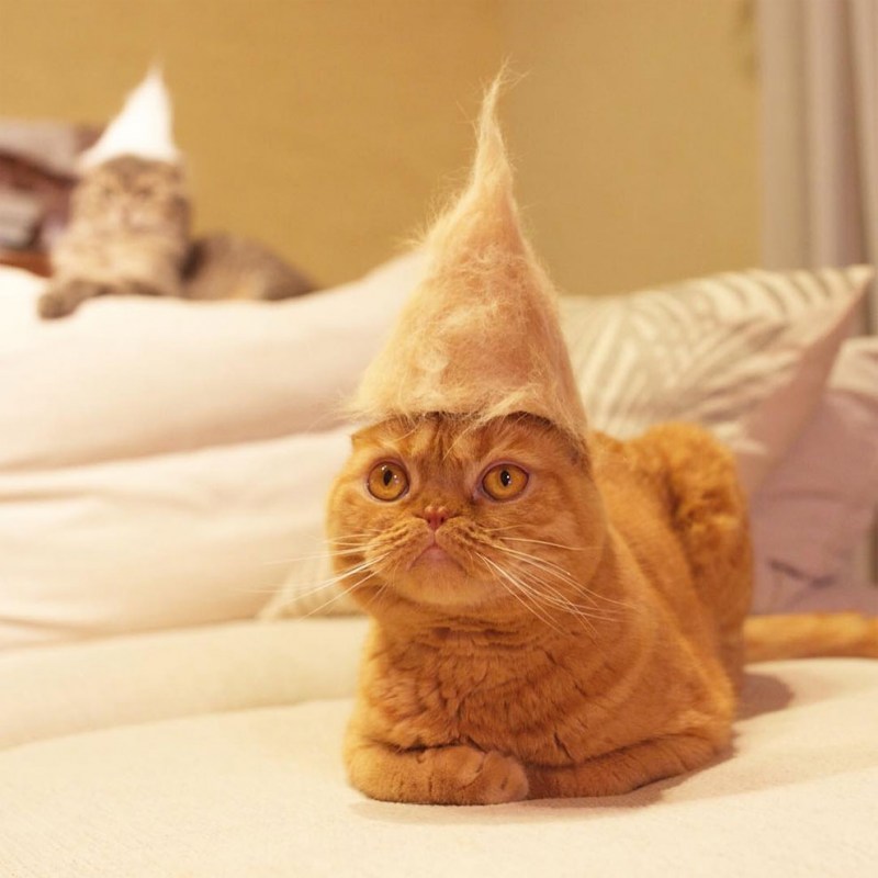 Угарные кошки