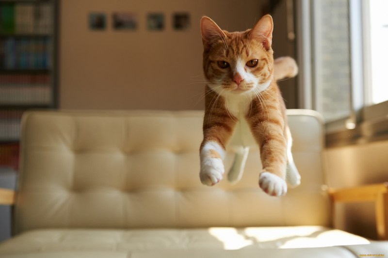 Веселые коты