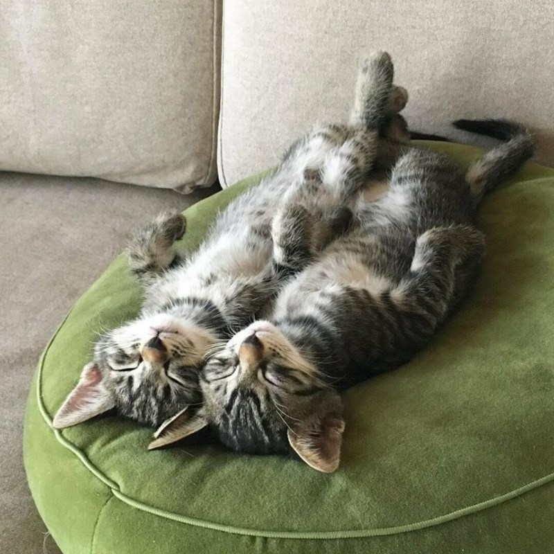 Котики поднимают настроение