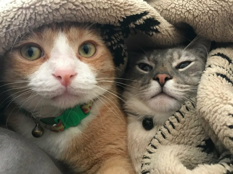 Смешные котики