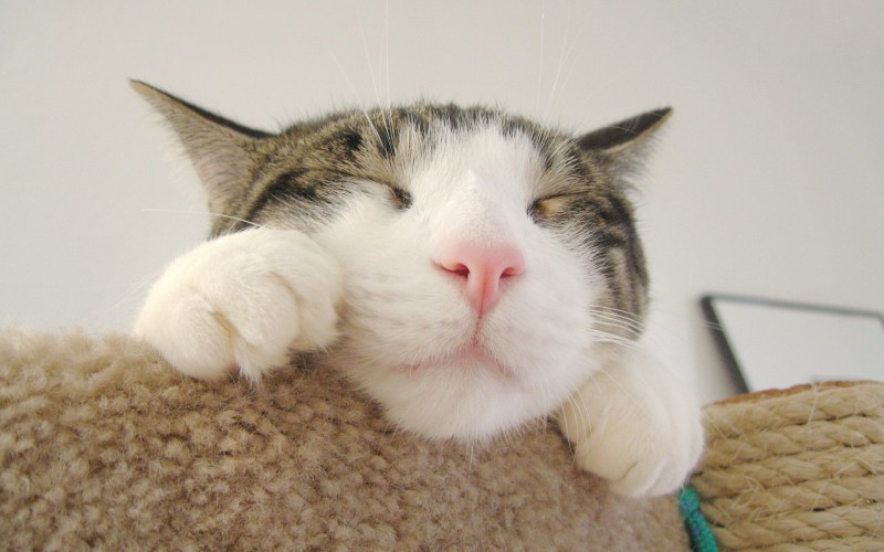 Довольная морда кота