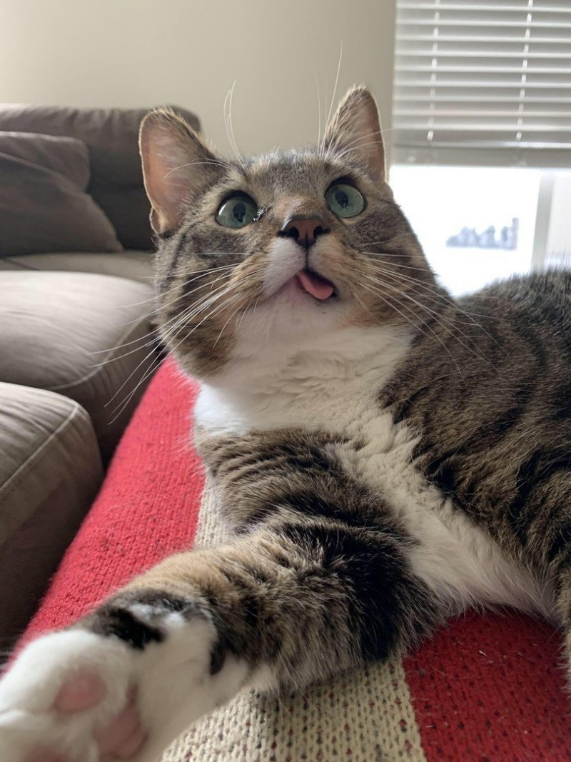 Котогифки смешные