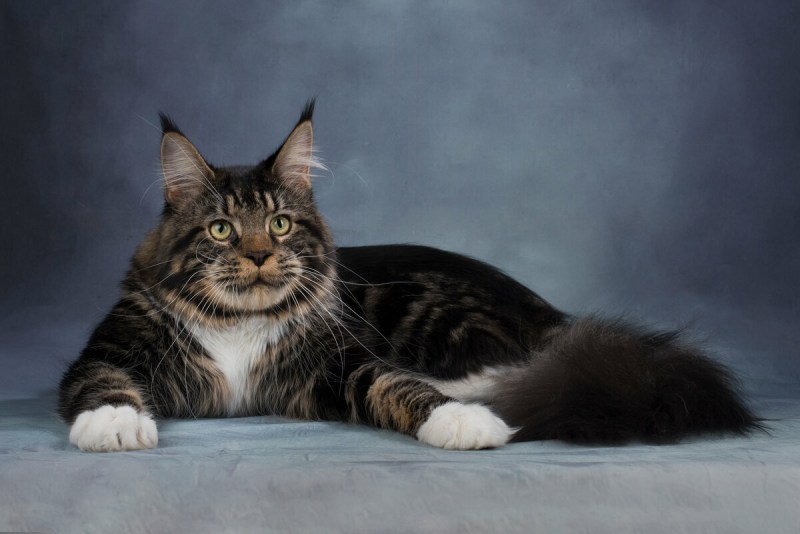 Котята породы Мейн кун