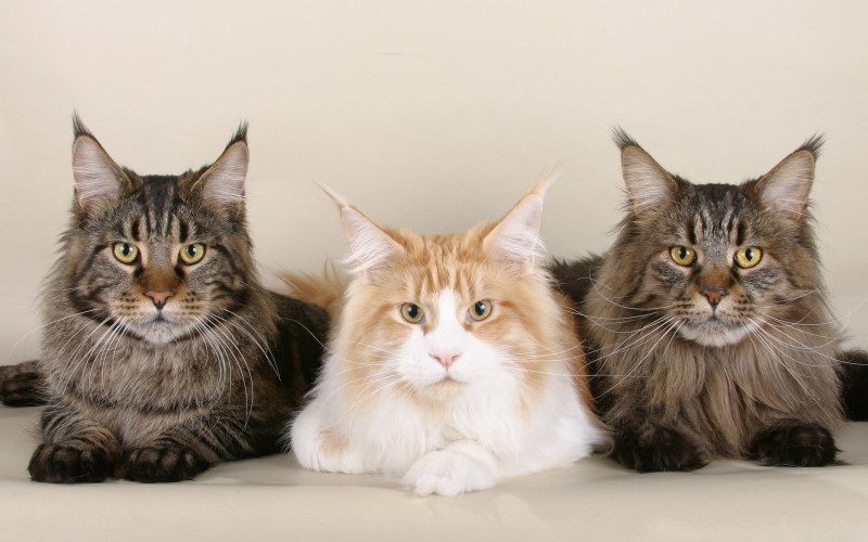 Коты Мейн кун