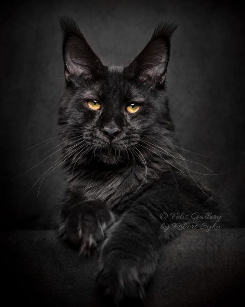 Кот Мейн кун