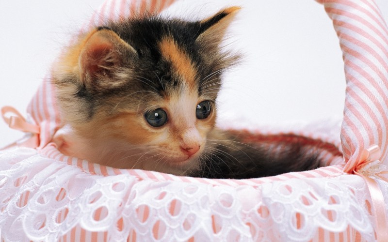 Самые милые котята
