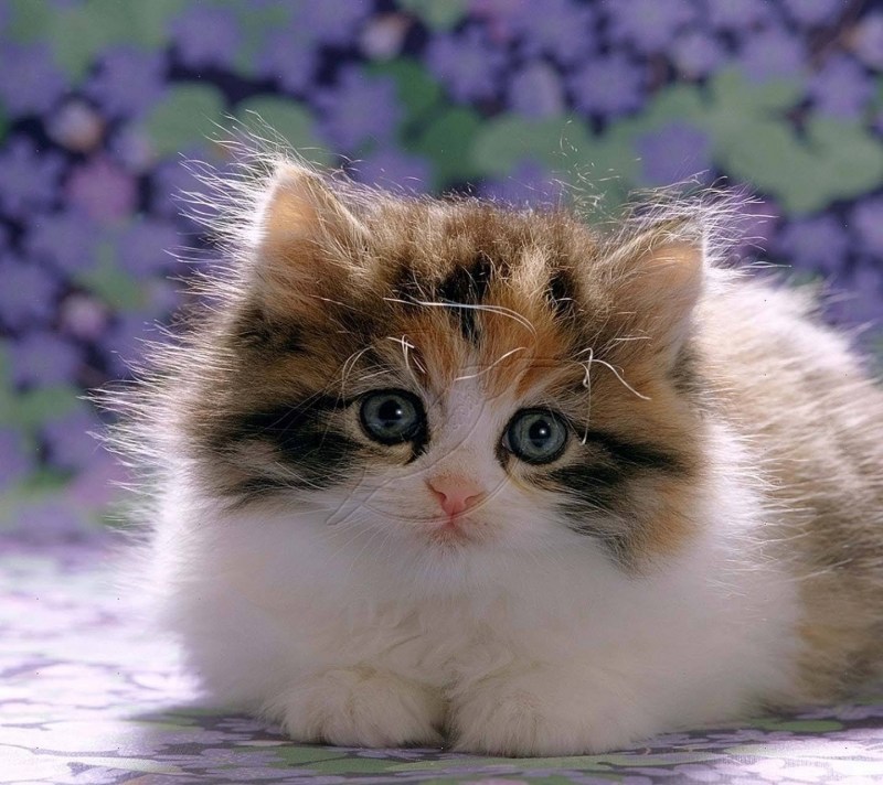 Котята милые и пушистые