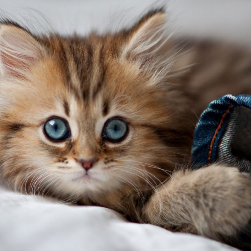 Красивые котики
