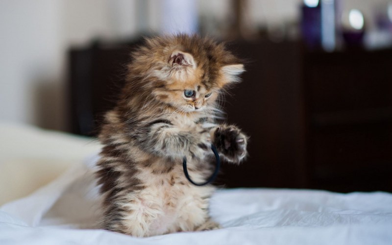 Милые котята
