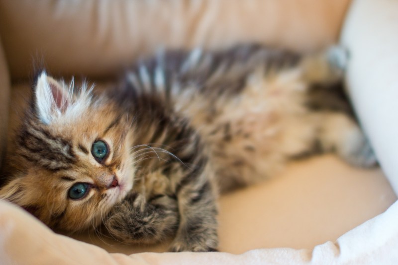 Самые милые котята