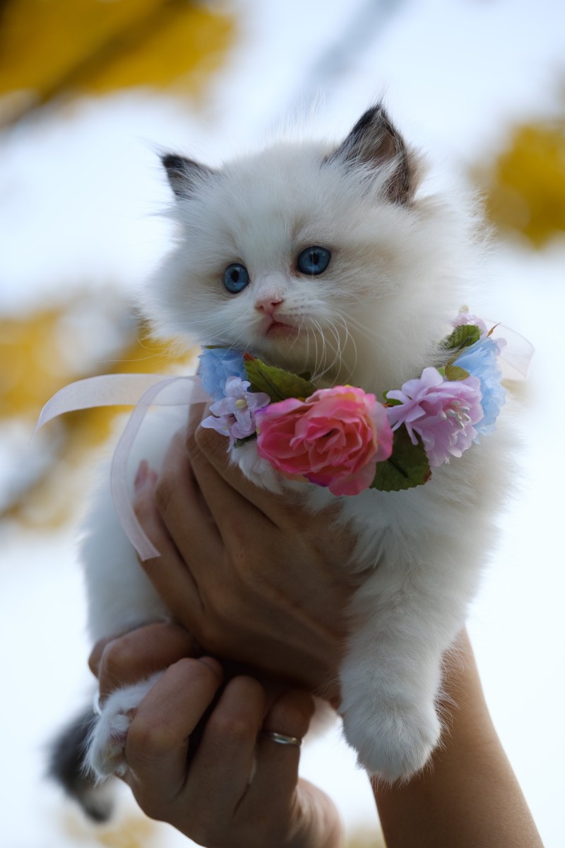 Красивые котята