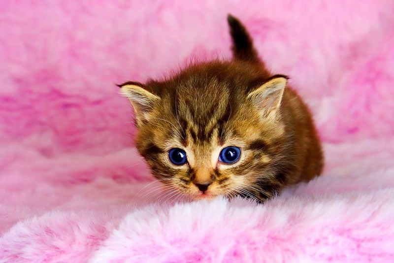 Самые милые котята