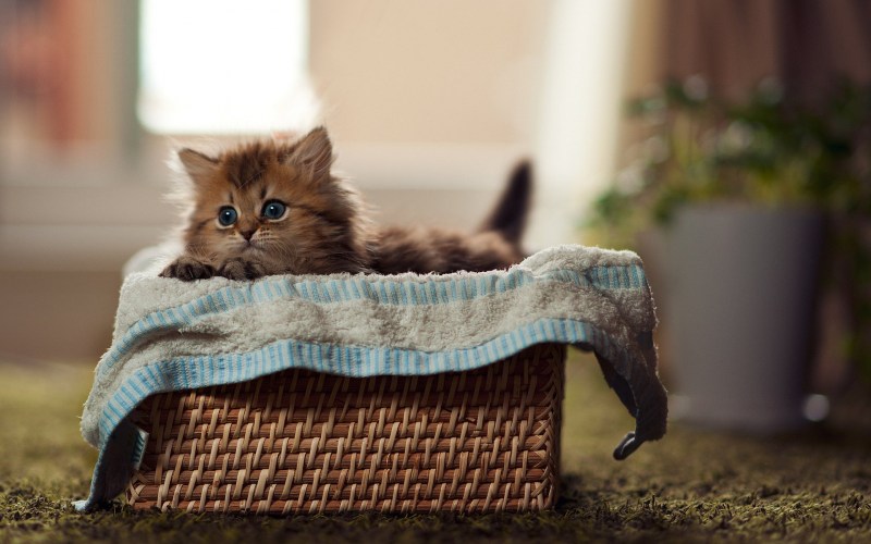 Самый милый котенок в мире