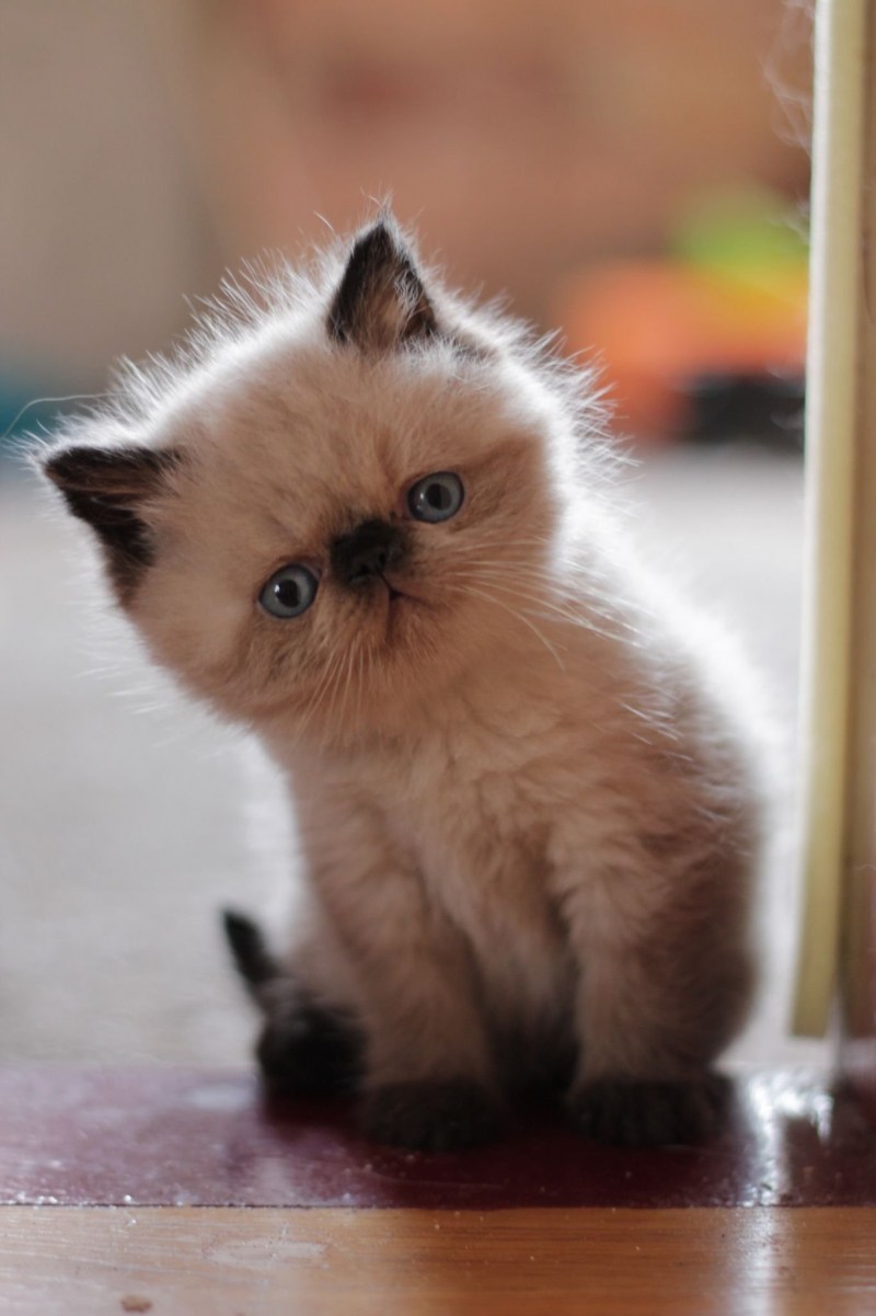 Милые котятки