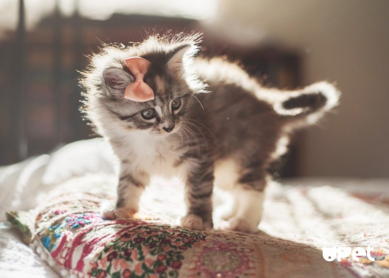 Котята милота