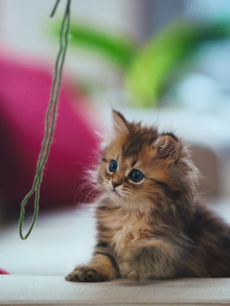 Красивые котята