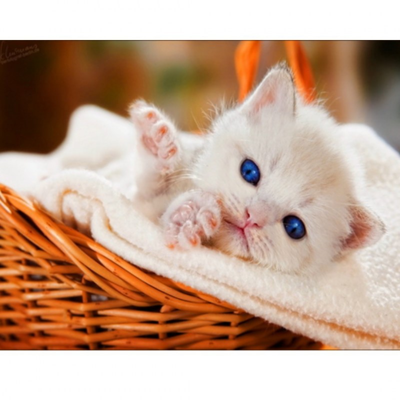 Прелестные котята