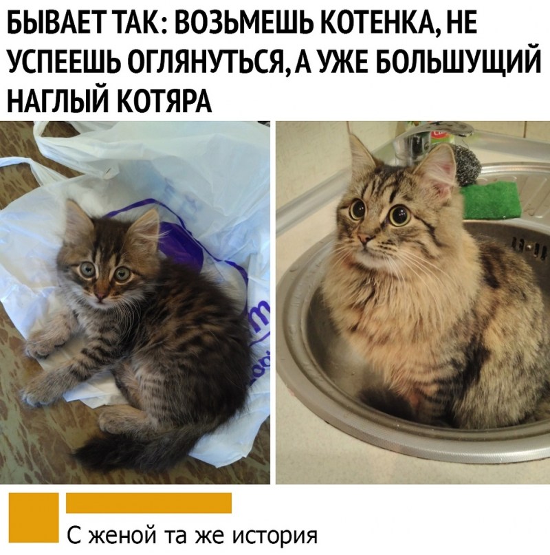 Как быстро растут котята с фото по месяцам