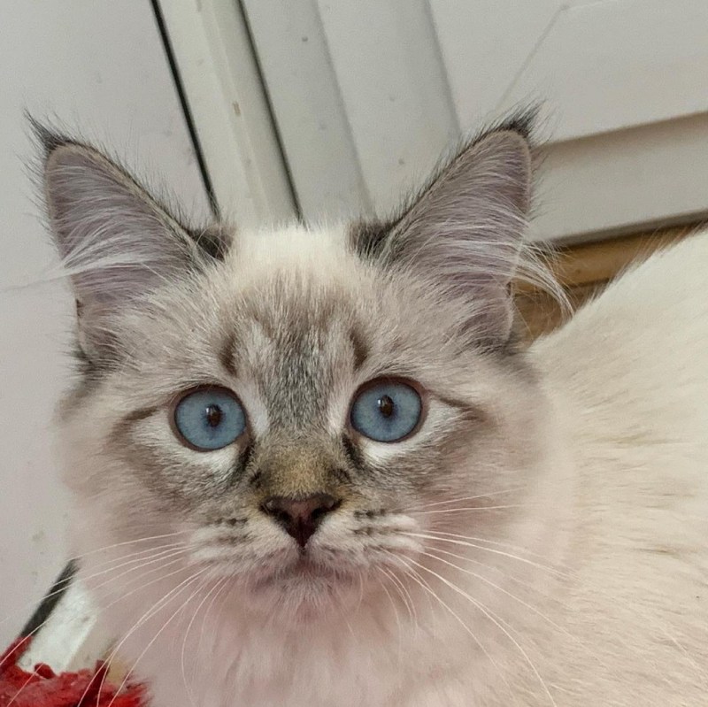 Коты Нибелунги фото цена