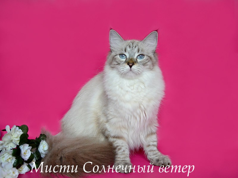 Невская маскарадная кошка сил Пойнт