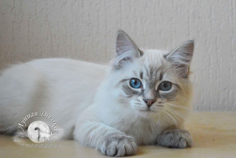 Невская маскарадная кошка на белом фоне