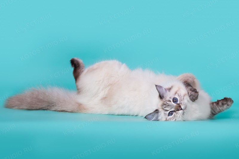 Невская кошка Невская маскарадная