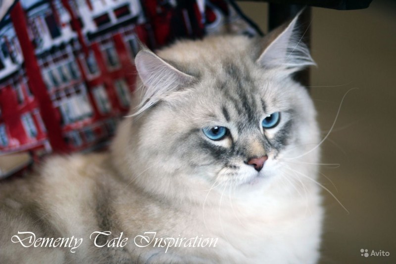 Невская Seal tabby