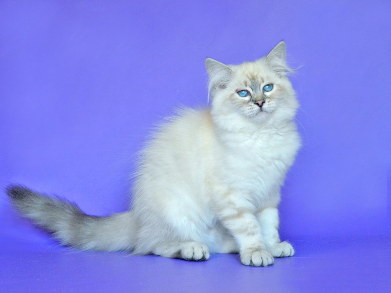 Королевские котики