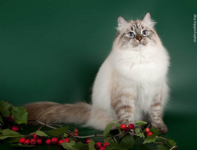 Невская маскарадная кошка
