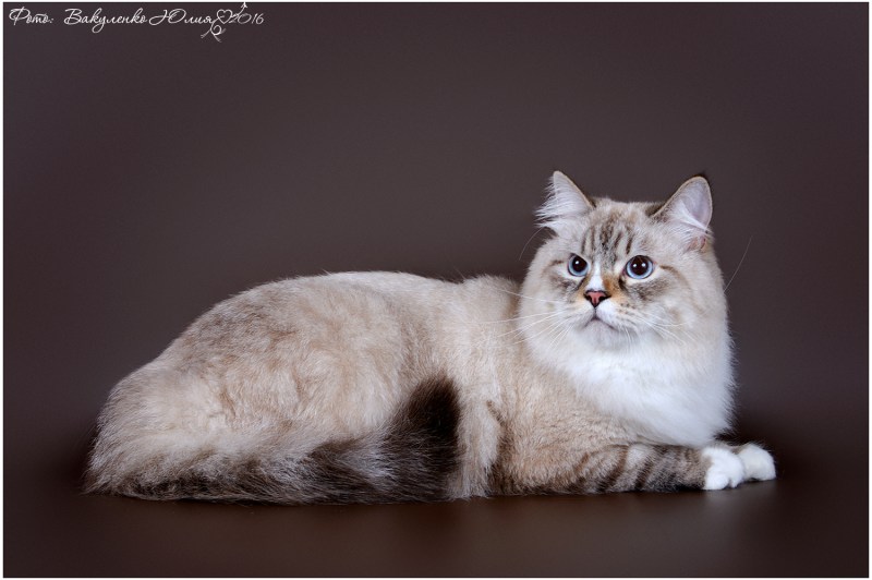 Сибирский котёнок голубой Саншайн