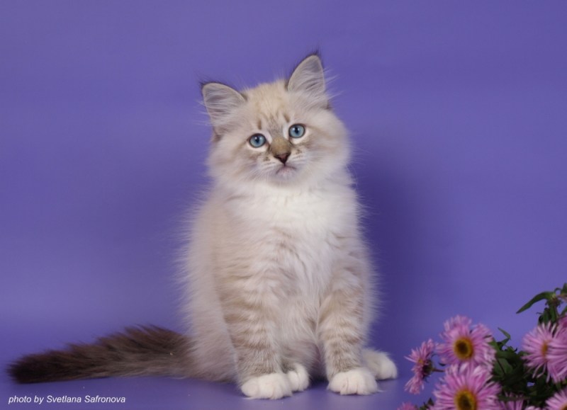Невская Seal tabby