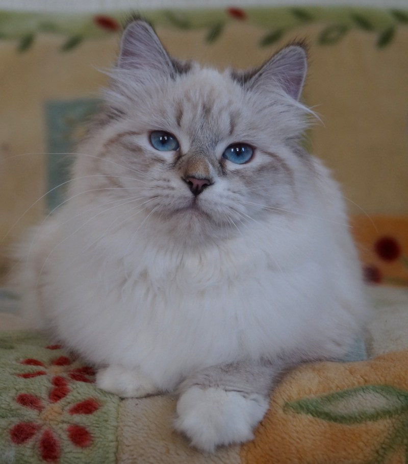 Невская маскарадная кошка с котятами
