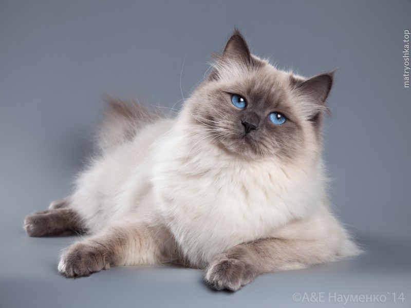 Бурмилла длинношерстная серая