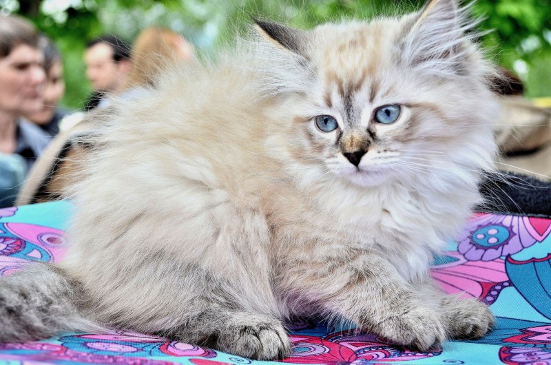 Seal Lynx tabby point Невская маскарадная