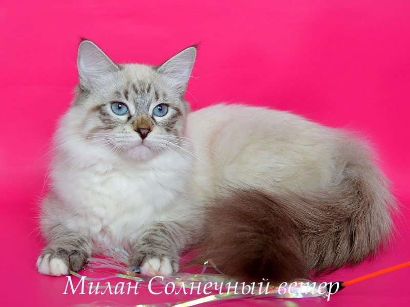 Seal Lynx tabby point Невская маскарадная