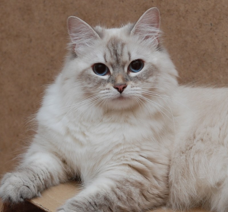Когда кастрировать кота Невского маскарадного