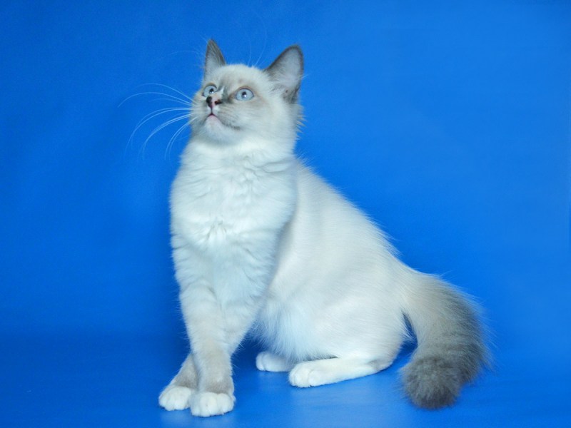 Seal tabby point у Невских маскарадных