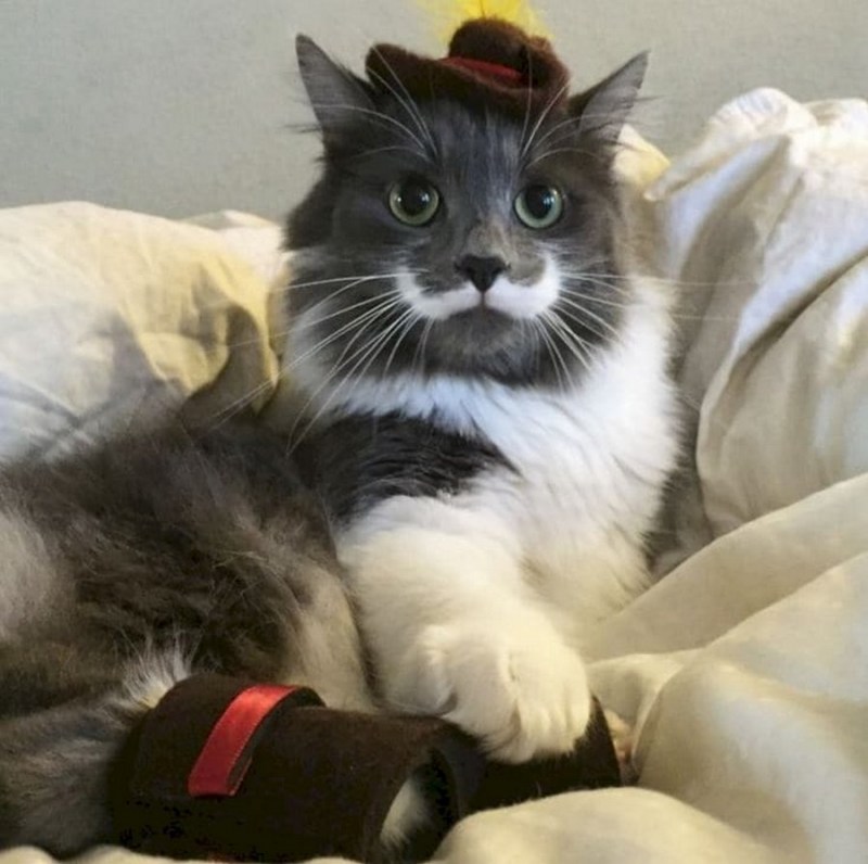 Необычные коты