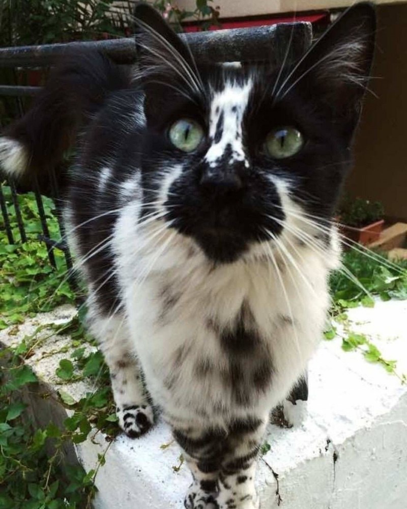 Необычные коты