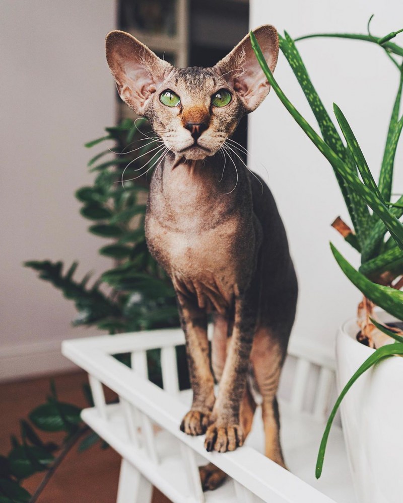 Необычные кошки