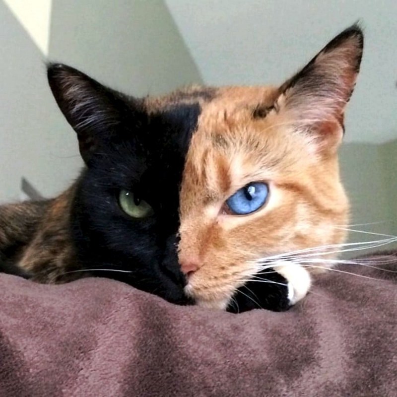 Необычные котята