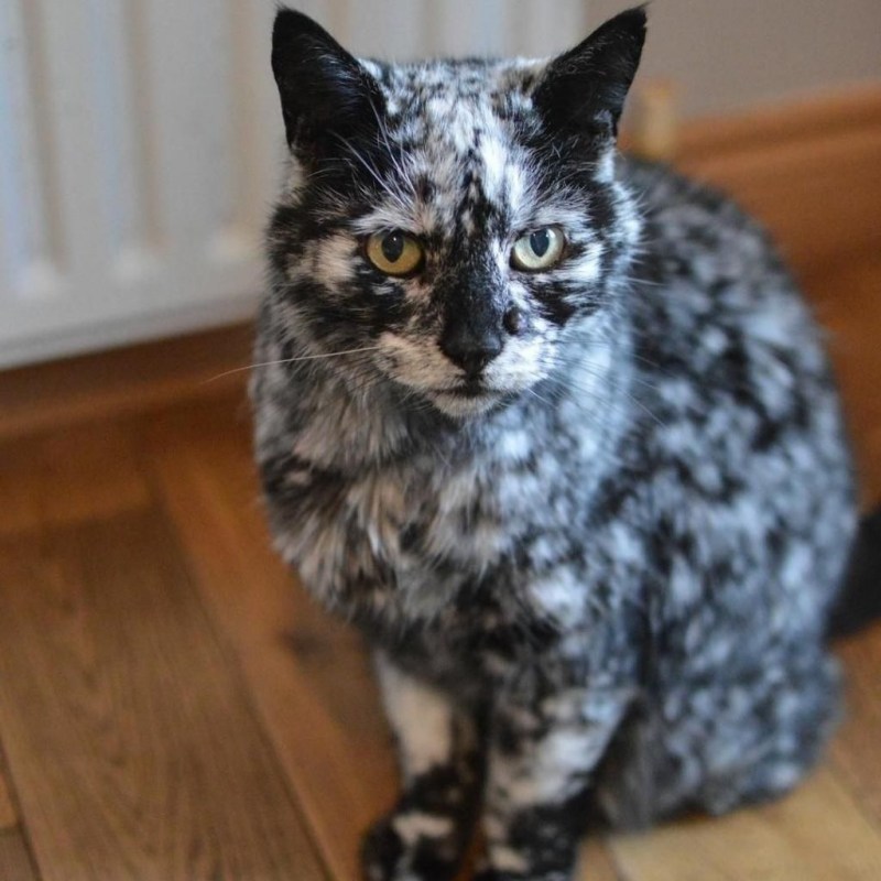 Коты необычной окраски