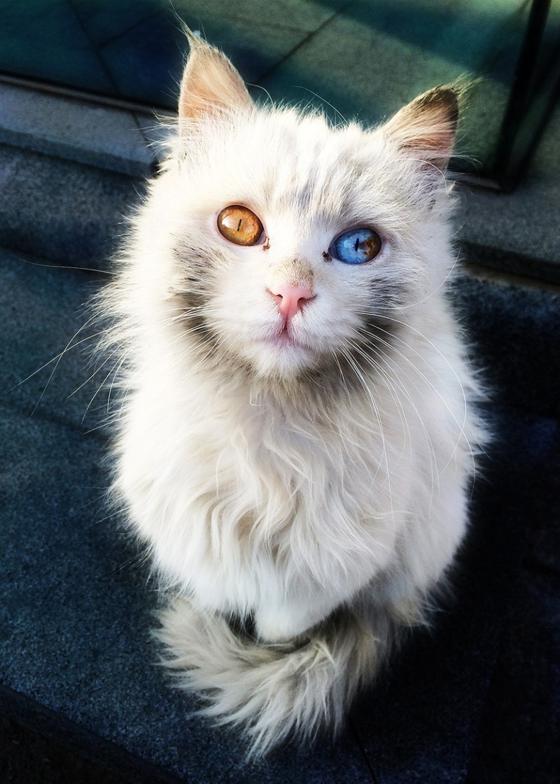 Кот наполовину