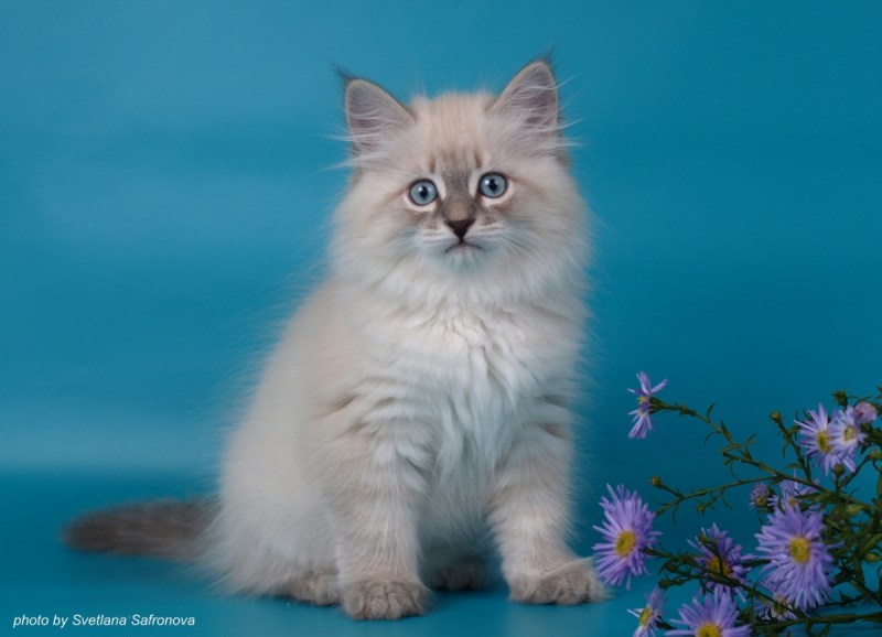 Blue tabby point Невская маскарадная