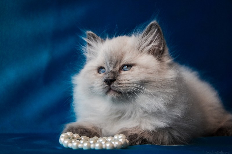 Невская маскарадная кошка Блю поинт