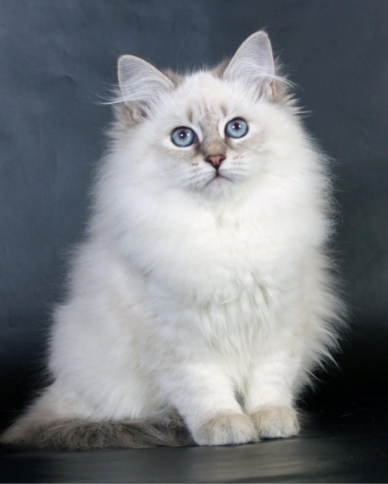 Мария Белоусова Королев